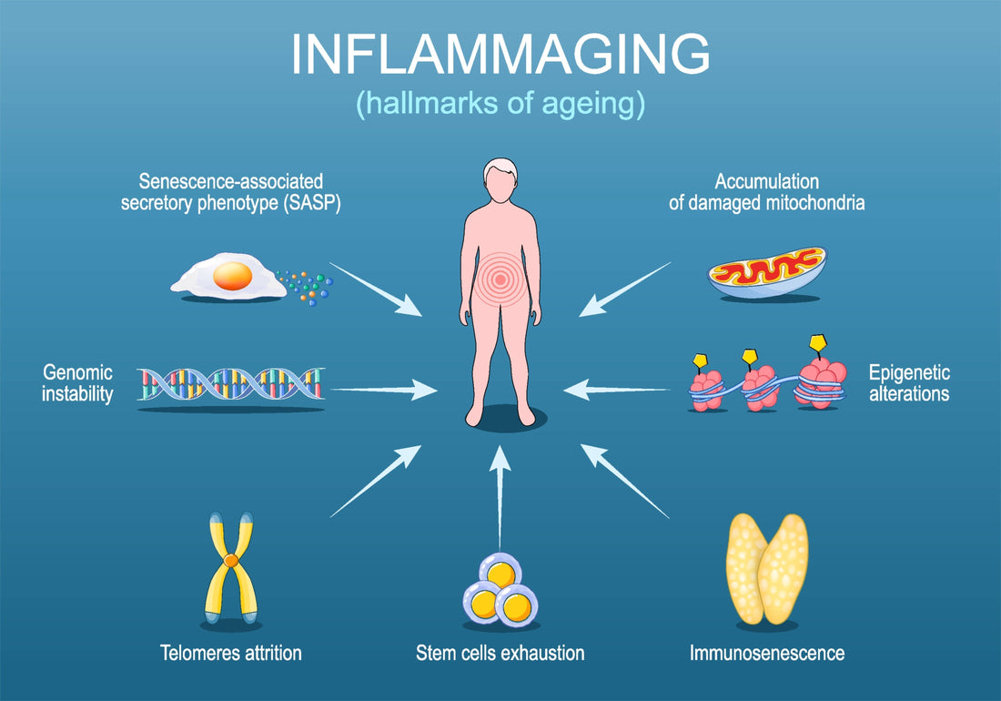 article-page-carousel-item--Inflammaging: How Chronic Low-Grade Inflammation Accelerates Aging