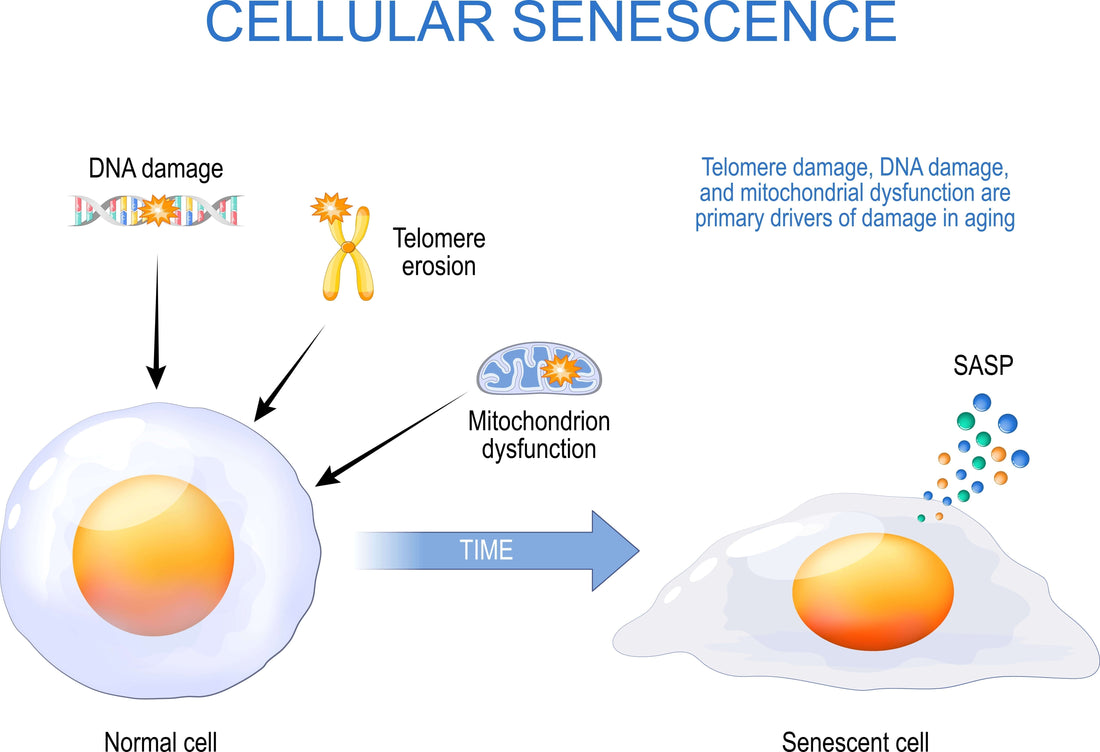 article-page-carousel-item--Senescent Cells: The Double-Edged Sword of Cellular Aging
