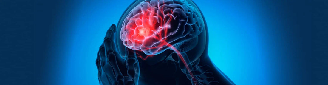 article-page-carousel-item--Fisetin Improved Brain Recovery After Stroke