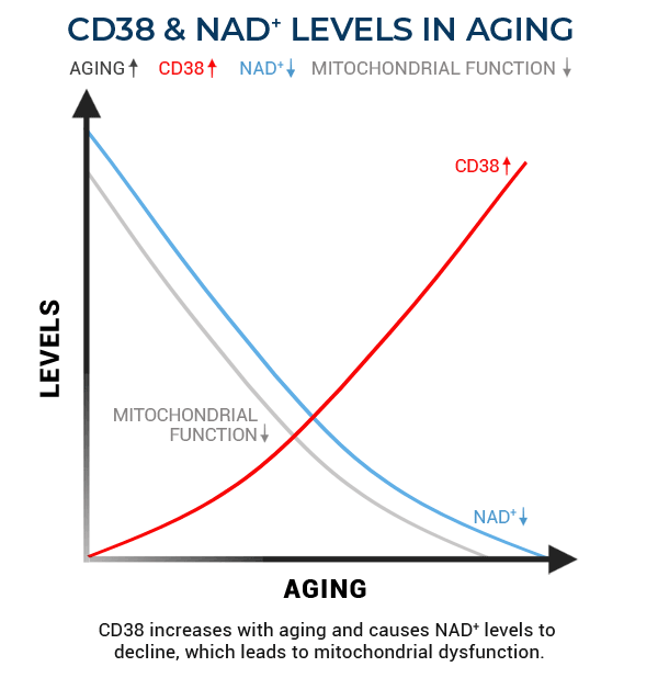 article-page-carousel-item--Study Shows NMN Supplementation or CD38 Inhibition Restores Cardiovascular Function in Mice