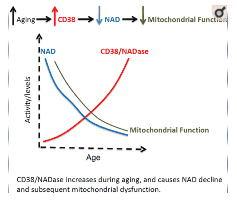 article-page-carousel-item--Inhibition of CD38 Increases NAD+ Levels