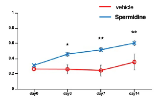 article-page-carousel-item--Study Shows Spermidine Enhances Blood Flow Recovery and Promotes Blood Vessel Generation in Aged Mice