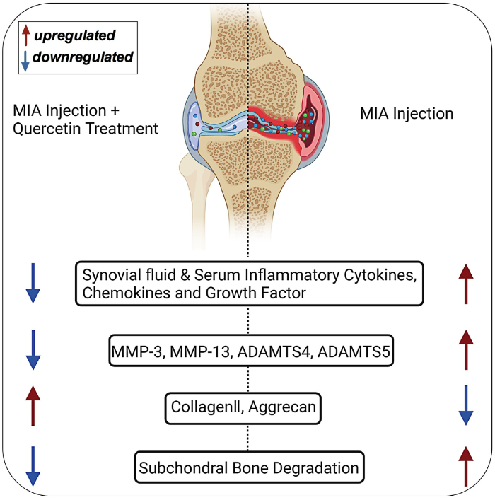 article-page-carousel-item--Quercetin Prevents Bone Loss and Preserves Cartilage in Rats