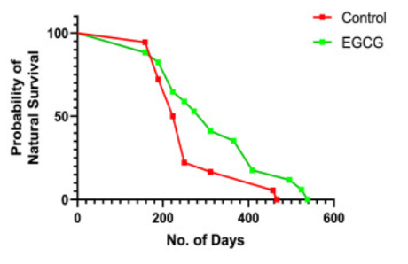 article-page-carousel-item--Green Tea Catechins Combat Signs of Aging in Mice