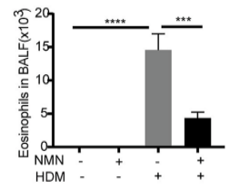 article-page-carousel-item--NMN Improves Airway Function in Asthmatic Mice