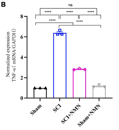 article-page-carousel-item--NMN Enhances Spinal Cord Injury Recovery in Mice