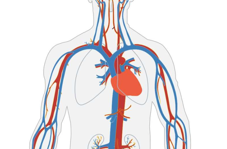 article-page-carousel-item--Potential of Niacin for Heart Health