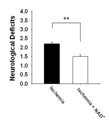 article-page-carousel-item--Neuroprotective Effects of NAD+ Nasal Spray