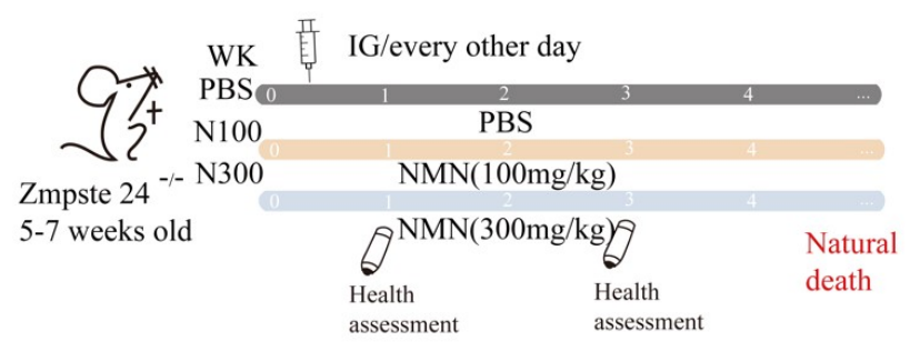 article-page-carousel-item--NMN Extended Lifespan in Fast-Aging Mice