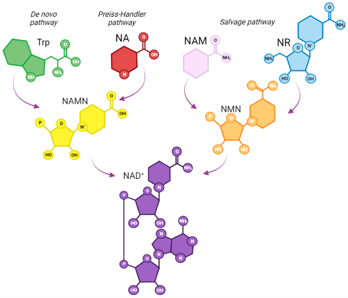 article-page-carousel-item--Niacin, NMN, and NR Are Not The Same