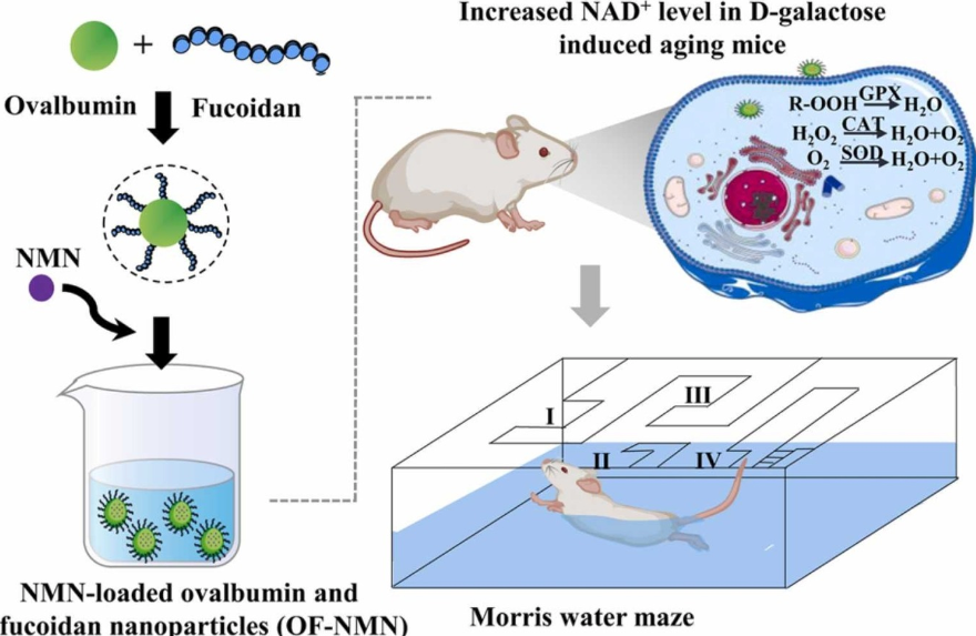 article-page-carousel-item--NMN Nanoparticles Outperform Free NMN for Anti-Aging in Mice