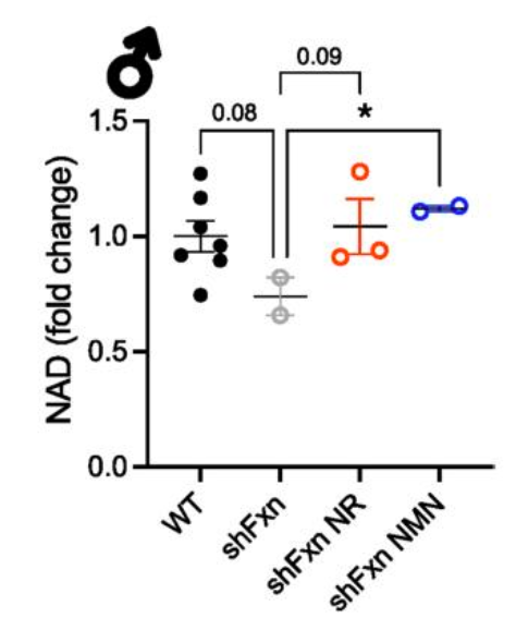 article-page-carousel-item--NMN Offers More Protection Than NR in Friedreich’s Ataxia Mice