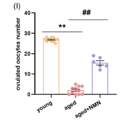 article-page-carousel-item--NMN Improved Metabolic Function and Ovarian Health in Aged Mice