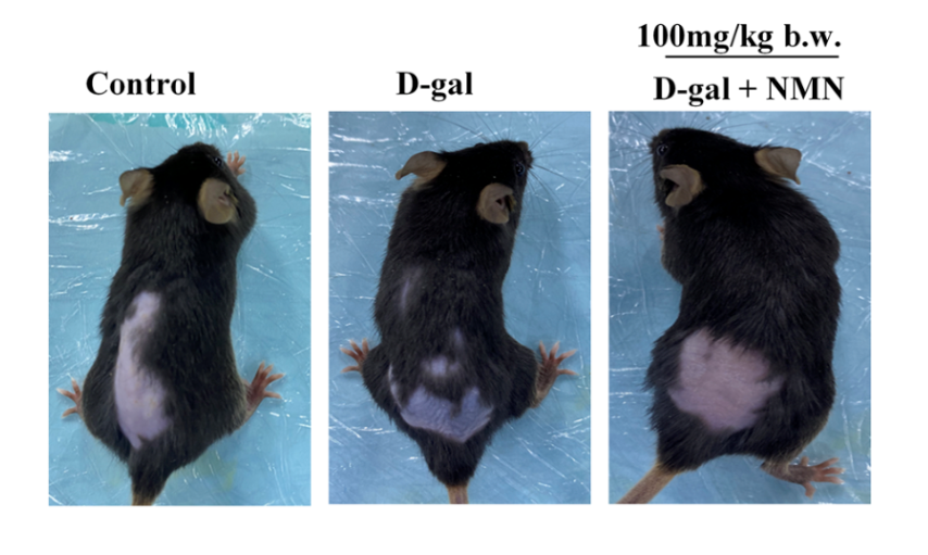 article-page-carousel-item--NMN Rejuvenates Skin in Aging Mice