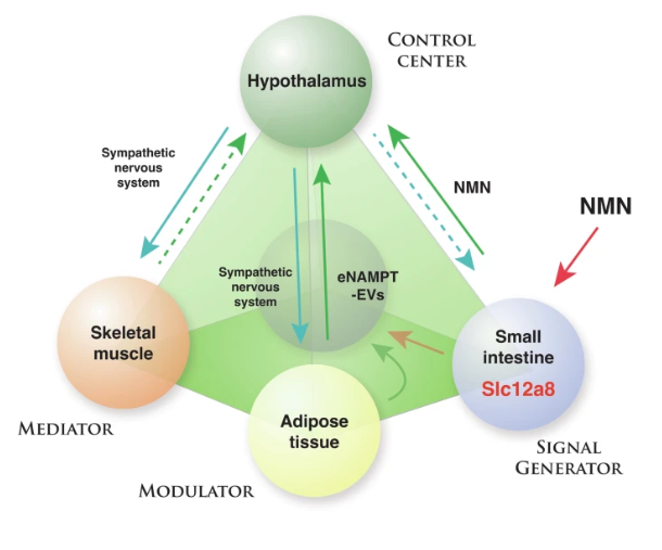 article-page-carousel-item--NMN Transporters and eNAMPT: Key Regulators of NAD+ Balance in Aging