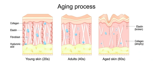 article-page-carousel-item--NMN Outperforms NR and Other NAD+ Precursors in Skin Cells