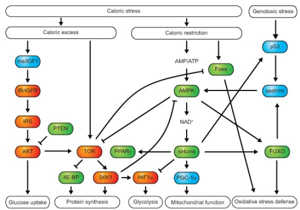 article-page-carousel-item--NAD+ and the Hallmarks of Aging Series - Part 5: Deregulated Nutrient Sensing