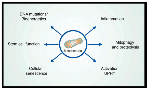 article-page-carousel-item--NAD+ and the Hallmarks of Aging Series - Part 6: Mitochondrial Dysfunction