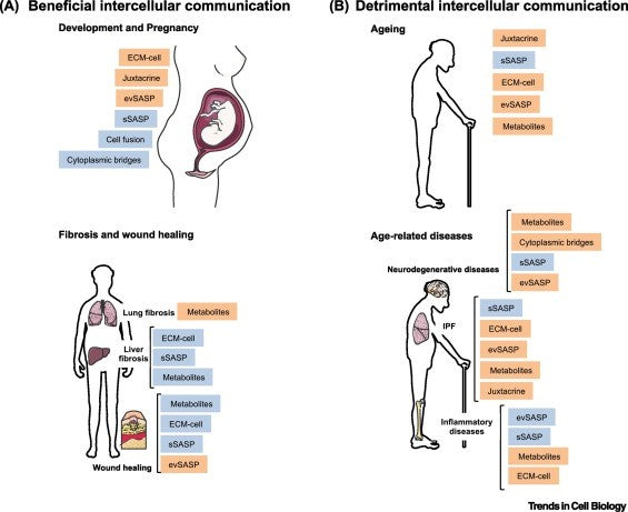 article-page-carousel-item--NAD+ and the Hallmarks of Aging Series - Part 9: Altered Intercellular Communication