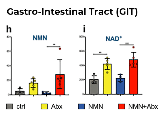 article-page-carousel-item--Slc12a8 Does not Solve the Bioavailability Problem for NMN Capsules