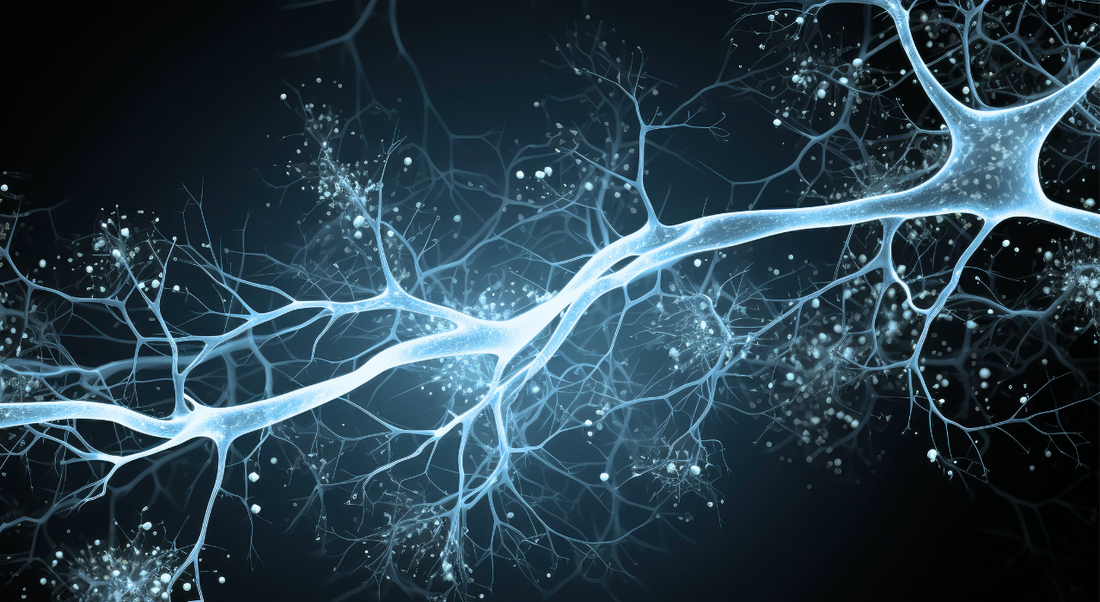 article-page-carousel-item--Berberine Improves Motor Function in a Rat Model of Parkinson's Disease