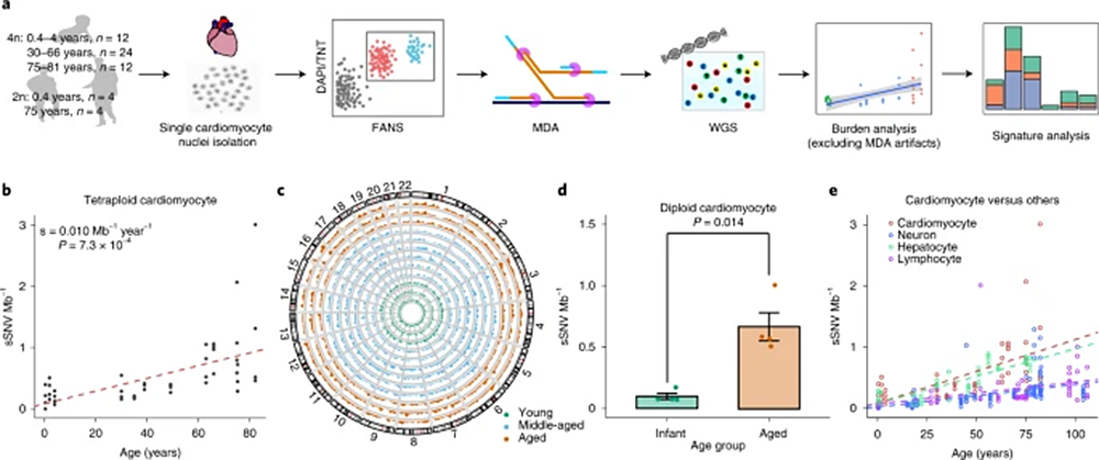 article-page-carousel-item--Heart Disease Related to Accumulation of DNA Damage and Oxidative Stress