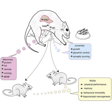 article-page-carousel-item--Increased NAD+ in Bloodstream of Nursing Mice Results in Healthier, Stronger, Smarter Offspring