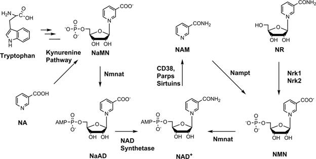 article-page-carousel-item--Reduced Nicotinamide Mononucleotide - A Tale of Four NAD+ Precursors