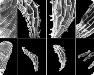 article-page-carousel-item--The Liposome Advantage